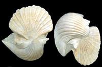 Pecten josslingi